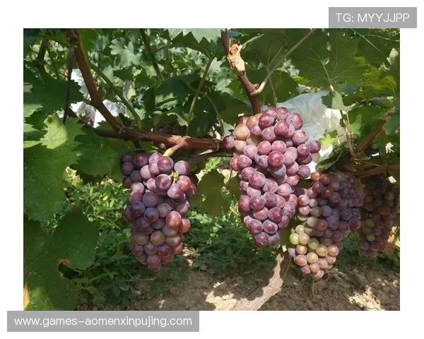 新葡萄娱乐城在线登录入口更新，确保每次登录都顺畅无阻